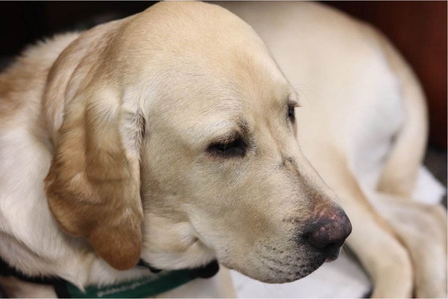 Paws in hand, Johnson raises guide dogs