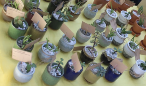 From seed to sale: Life Skills class grows and sells succulents